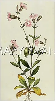 Catchfly: PLANTS/SILENE PENDULA