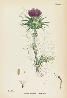 Silybum: Plants - Silybum Marianum