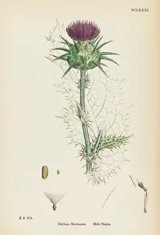 Silybum: Plants - Silybum Marianum