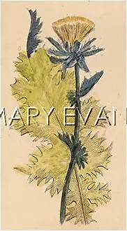 Silybum: PLANTS/SILYBUM MARIANUM