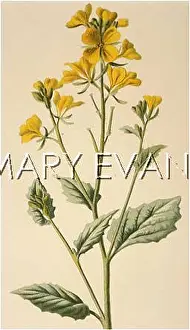 Sinapis: PLANTS/SINAPIS ARVENSIS