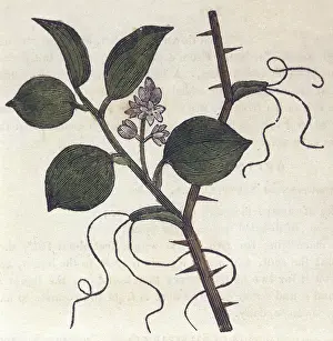 Smilax: PLANTS/SMILAX CHINA