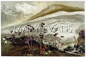 Snowscapes: PLANTS IN SNOW