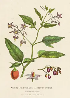 Solanum: PLANTS/SOLANUM DULCAMARA