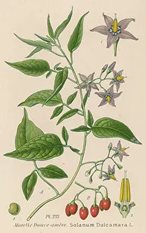 Solanum: PLANTS/SOLANUM DULCAMARA