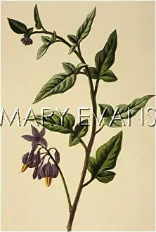 Dulcamara: PLANTS/SOLANUM DULCAMARA