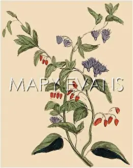 Dulcis: PLANTS/SOLANUM DULCAMARA
