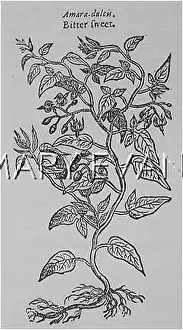 Dulcamara: PLANTS/SOLANUM DULCAMARA
