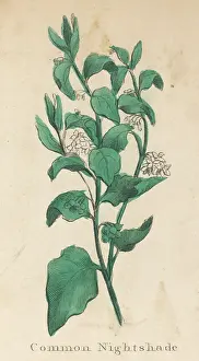Solanum: PLANTS/SOLANUM NIGRUM