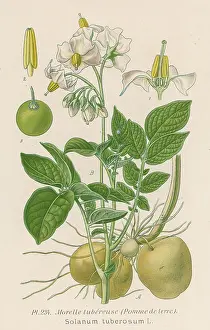 Pomme: Plants - Solanum Tuberosum