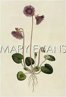 Alpina: PLANTS/SOLDANELLA ALPINA
