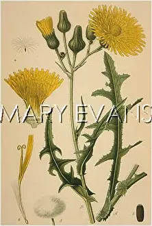 Sonchus: PLANTS/SONCHUS ARVENSIS