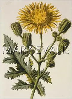 Sonchus: PLANTS/SONCHUS ARVENSIS