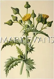 Sonchus: PLANTS/SONCHUS OLERACEUS