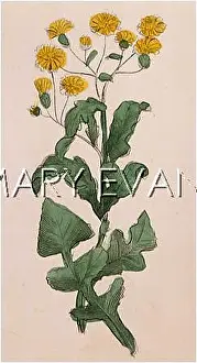 Sonchus: PLANTS/SONCHUS SP