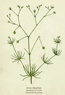 Arvensis: PLANTS/SPERGULA ARVENSIS