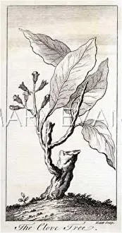 Clove: PLANTS/SPICES/CLOVE