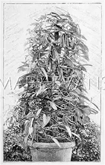 Flavouring: PLANTS/SPICES/VANILLA