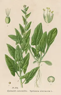 Spinach: PLANTS/SPINACIA OLERACEA