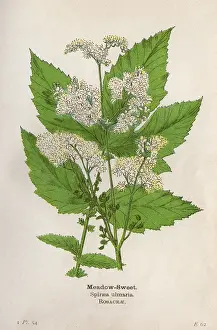 Spiraea: PLANTS/SPIRAEA ULMARIA