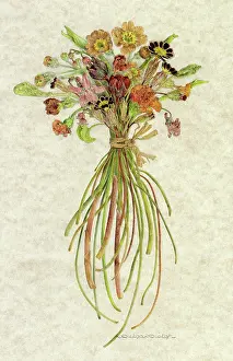 Helga Crouch: PLANTS/SPRING FLOWERS