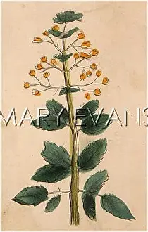 Stachys: PLANTS/STACHYS PALUSTRIS