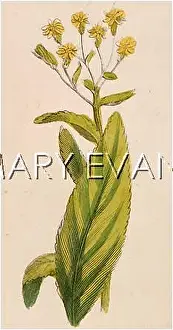 Saracen: PLANTS/STACHYS SYLVATICA