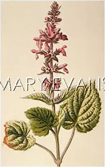 Sylvatica: PLANTS/STACHYS SYLVATICA
