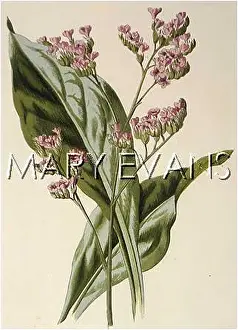 Statice: PLANTS/STATICE LIMONIUM