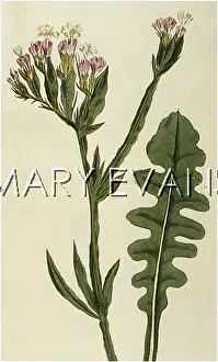 Thrift: PLANTS/STATICE SINUATA