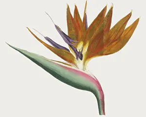 Reginae: Plants - Strelitzia - Curtis