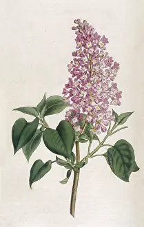 Syringa: Plants - Syringa Vulgaris