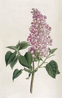Syringa: Plants - Syringa Vulgaris