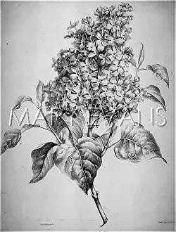 Syringa: PLANTS/SYRINGA VULGARIS