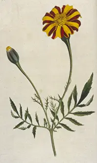 Patula: Plants - Tagetes Patula