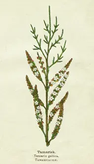 Gallica: PLANTS/TAMARIX GALLICA