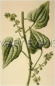 Bryony: PLANTS/TAMUS COMMUNIS