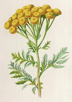 Vulgare: PLANTS/TANACETUM VULGARE
