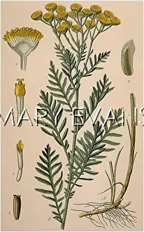 Tansy: PLANTS/TANACETUM VULGARE