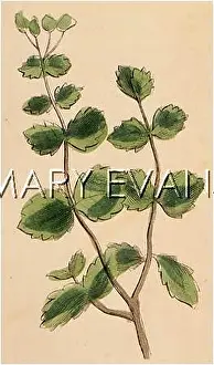 Flavum: PLANTS/THALICTRUM FLAVUM