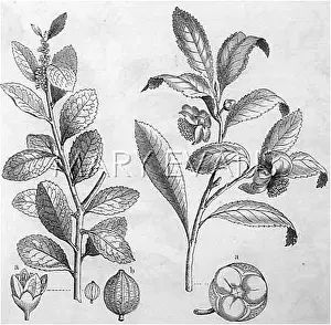 Ilex: PLANTS/THEA