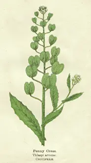 Cress: PLANTS/THLASPI ARVENAE