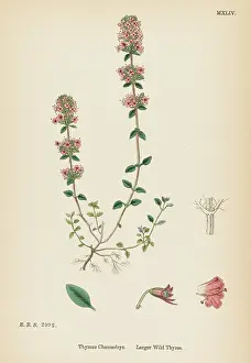 Thyme: PLANTS/THYMUS CHAMAEDRYS