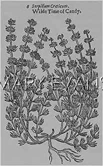 Thyme: PLANTS/THYMUS SERPYLLUM