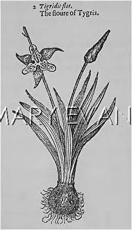 Pavonia: PLANTS/TIGRIDIA PAVONIA