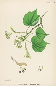 Parvifolia: PLANTS/TILIA PARVIFOLIA