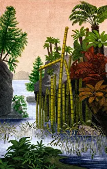 Conifers: Plants of the Triassic Period