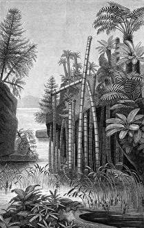 Conifers: Plants of the Triassic Period