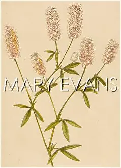 Arvense: PLANTS/TRIFOLIUM ARVENSE
