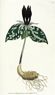 Trillium: Plants - Trillium Cuneatum